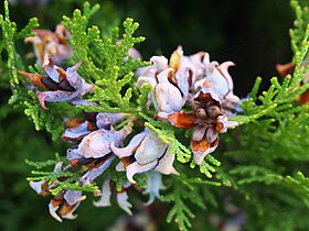 Platycladus orientalis