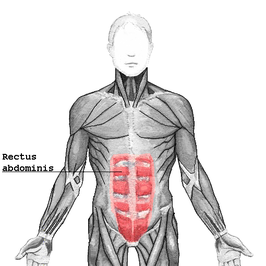 Musculus rectus abdominis in rood