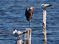 Reddish Egret