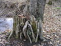 Regeneration from coppice, Brok, Poland, 04.2006