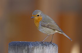 Rouge gorge familier - crop (WB correction)