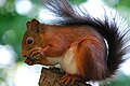 Scoiattolo rosso (Sciurus vulgaris)