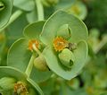 Sea Spurge close-up