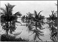 Giovani alberi di cocco sulla piantagione Clevia