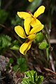 Viola sempervirens