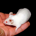 Image 1A mouse in the hand is worth two in the bush Photograph: Pogrebnoj-Alexandroff