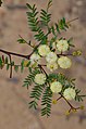 Acacia terminalis