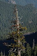 Viejo espécimen de abeto noble en el parque nacional del Monte Rainier