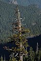 Vieux spécimen de Sapin noble dans le parc national du mont Rainier.