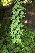 Leaves, Rogów Arboretum, Polonia.