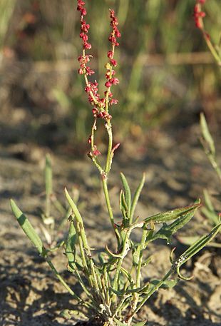 Rødknæ (her underarten R. acetosella ssp. tenuifolia).