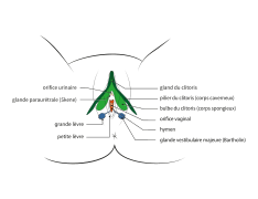 Anatomie externe, vue de face.