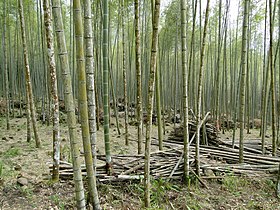 Bambusy jsou dřeviny tvořící celé lesy
