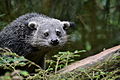 Binturong (bearcat)