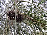 Estróbilos de Casuarina stricta.