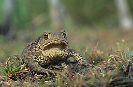 Rupikonna (Bufo bufo)