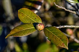 Camellia bud at farmhouse at Kelvin A. Lewis farm in Creeds.jpg