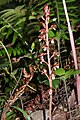 Corallorhiza maculata