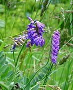 Cow vetch2.jpg