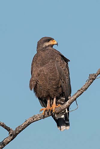 Чёрный крабовый канюк (Buteogallus anthracinus)