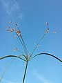 Inflorescence