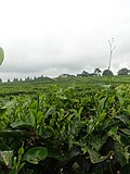 Thumbnail for File:Daun teh di Kebun Teh Sidamanik.jpg