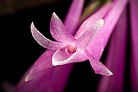 Dendrobium stricticalcarum