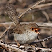 Female superb fairy wren-edit1