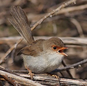 Superb fairywren, female, by Fir0002