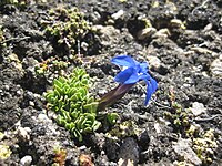 Gentiana schleicheri