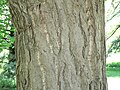 Ginkgo (Ginkgo biloba) bark