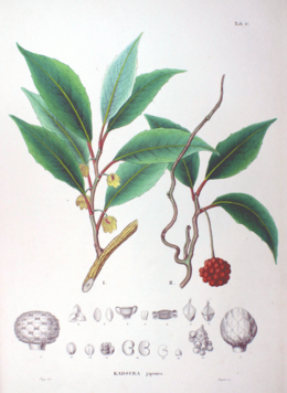 Kadsura japonica – Schisandraceae család