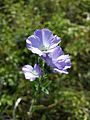 Der seltene Zottel-Lein (Linum hirsutum) braucht offene Lössböden zum Keimen und gilt als stark gefährdet.[4]