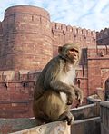 Thumbnail for File:Macaque India 3.jpg