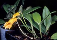 Masdevallia morochoi