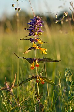 Krūminis kūpolis (Melampyrum nemorosum)