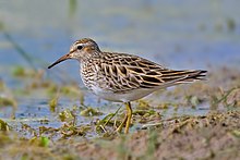 Pectoral Sandpiper3.jpg