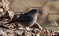 Female; Kurdistan, Turkey