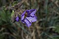 Polemonium elegans