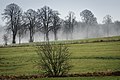 Raureifregen – tauender Raureif regnet von Bäumen