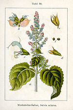 Muskatell-salvia Salvia sclarea