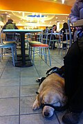Service Dog at food court.jpg