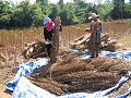 Thai workers harvesting sesame