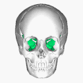 Position of sphenoid bone (shown in green). Animation.