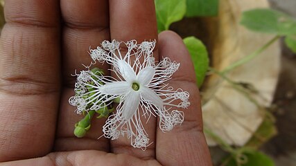 Flower and flower buds.