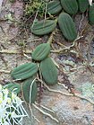 Velamen en una orquídea.