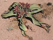 Pohled na rostlinu v poušti