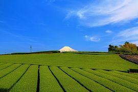 Plantation de théiers à Fuji, préfecture de Shizuoka.