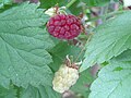 Rubus idaeus