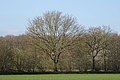 Drents landschap tussen Diever en Wittelte